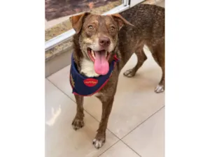 Cachorro raça SRD-ViraLata idade 1 ano nome Choco 