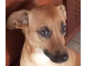 Cachorro raça SRD-ViraLata idade 7 a 11 meses nome Nino 