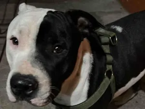 Cachorro raça Pit-Bull idade 2 anos nome Zeus