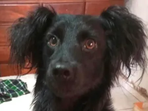 Cachorro raça SRD-ViraLata idade 7 a 11 meses nome Lulu 