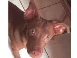 Cachorro raça SRD-ViraLata idade 7 a 11 meses nome Chocolate 