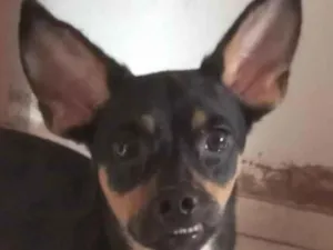 Cachorro raça Pinscher idade 7 a 11 meses nome Theo