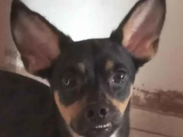 Cachorro ra a Pinscher idade 7 a 11 meses nome Theo