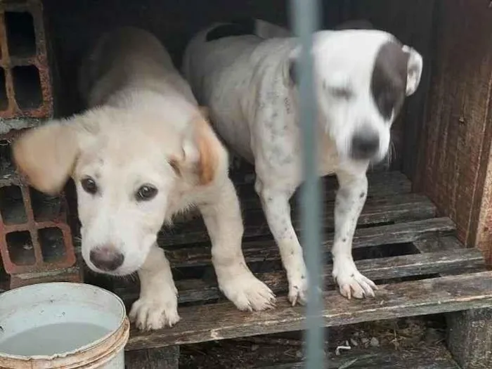 Cachorro ra a SRD-ViraLata idade 2 anos nome thobias