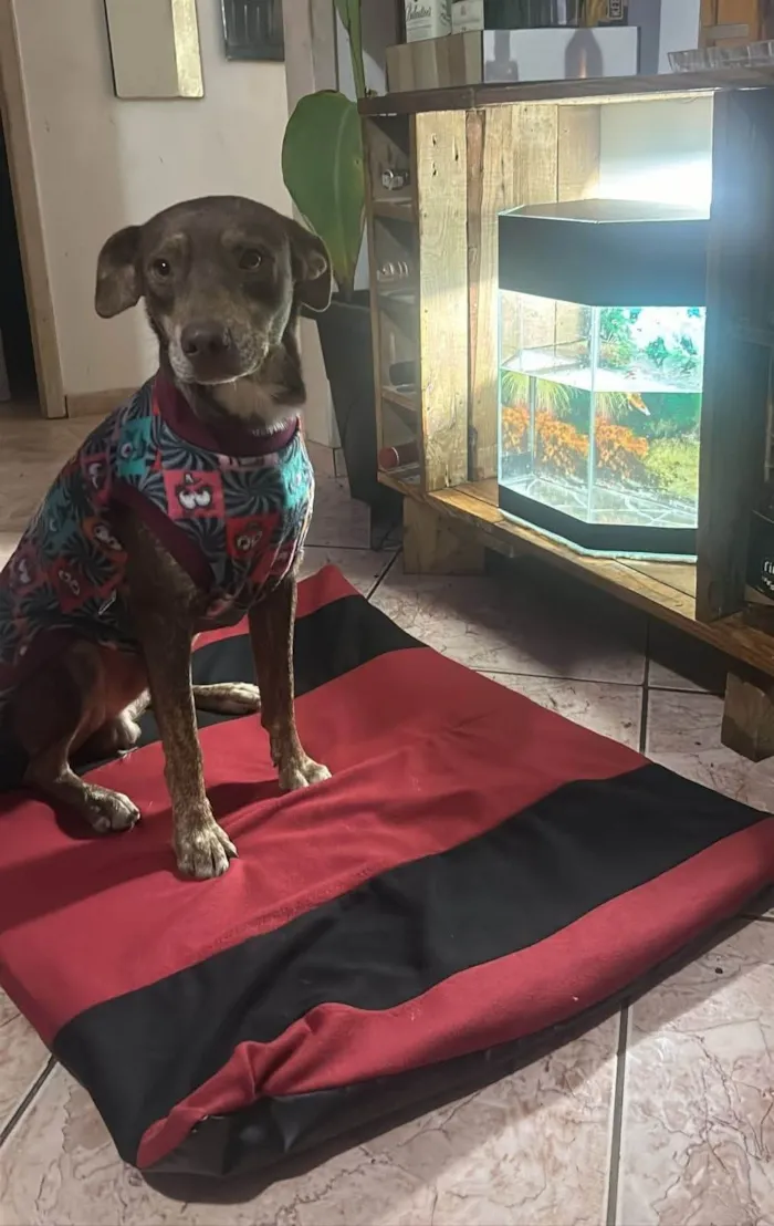 Cachorro ra a SRD-ViraLata idade 1 ano nome Choco 