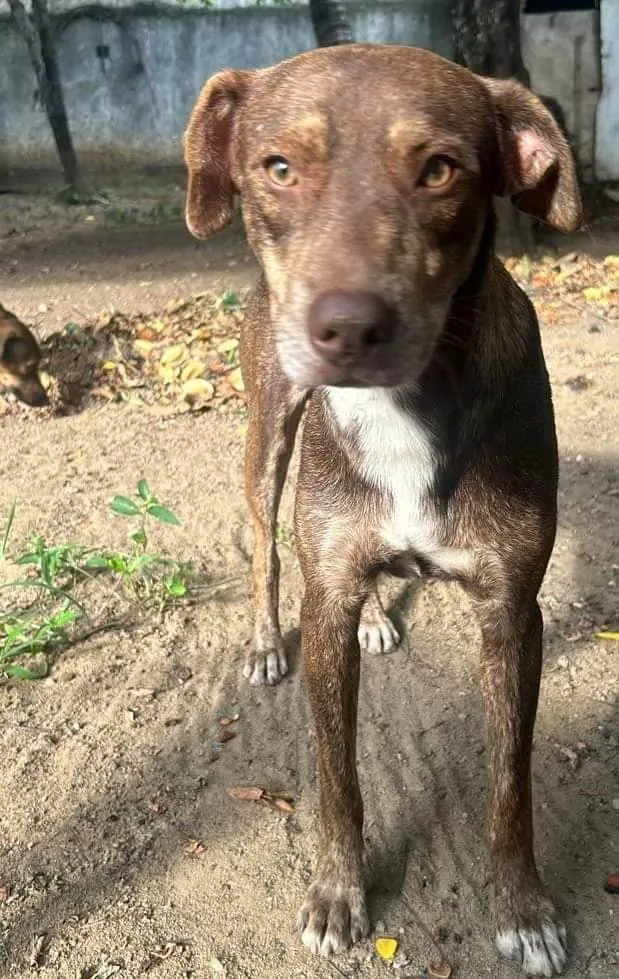 Cachorro ra a SRD-ViraLata idade 1 ano nome Choco 