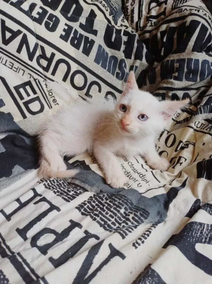 Gato ra a Siamês idade Abaixo de 2 meses nome Siames branco adocao