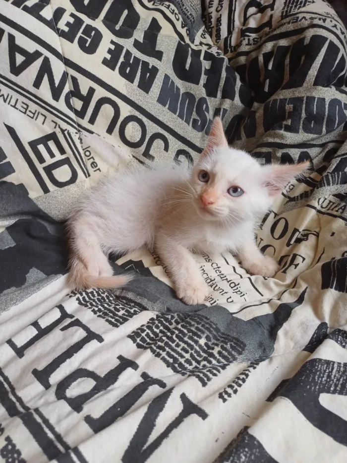 Gato ra a Siamês idade Abaixo de 2 meses nome Siames branco adocao