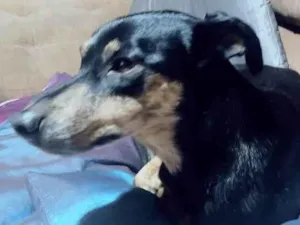 Cachorro raça SRD-ViraLata idade 6 ou mais anos nome Pretinha