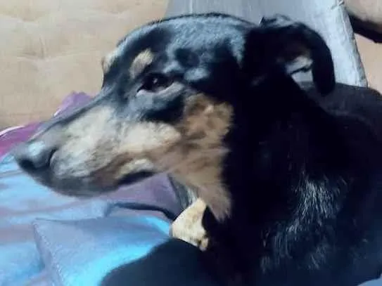 Cachorro ra a SRD-ViraLata idade 6 ou mais anos nome Pretinha