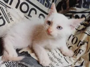 Gato raça Siamês idade Abaixo de 2 meses nome Siames branco adocao