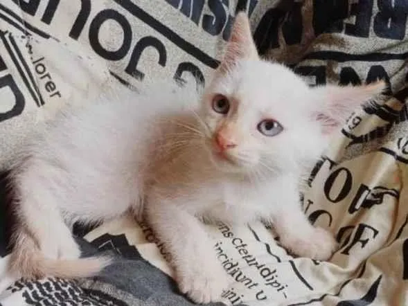 Gato ra a Siamês idade Abaixo de 2 meses nome Siames branco adocao