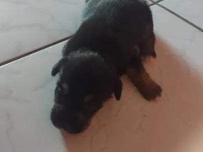 Cachorro ra a SRD-ViraLata idade Abaixo de 2 meses nome Filhotes machos