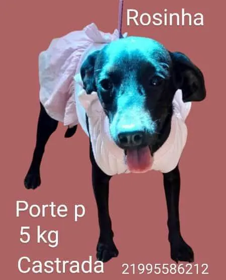 Cachorro ra a SRD-ViraLata idade 1 ano nome Rosinha 