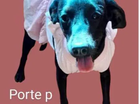 Cachorro ra a SRD-ViraLata idade 1 ano nome Rosinha 