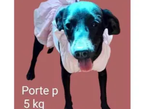 Cachorro raça SRD-ViraLata idade 1 ano nome Rosinha 