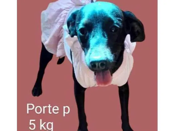 Cachorro ra a SRD-ViraLata idade 1 ano nome Rosinha 