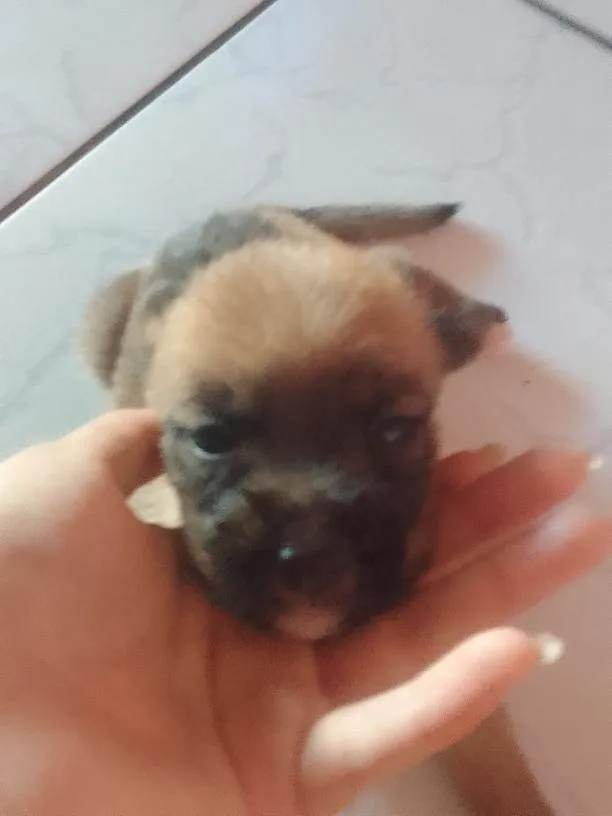 Cachorro ra a SRD-ViraLata idade Abaixo de 2 meses nome Filhote fêmea