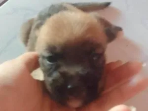 Cachorro raça SRD-ViraLata idade Abaixo de 2 meses nome Filhote fêmea