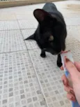 Doação urgente de gato macho 