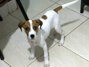 Cachorro raça Pit-Bull idade 2 a 6 meses nome Safira 