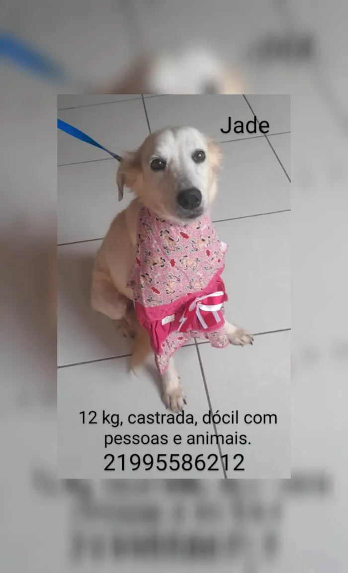 Cachorro ra a SRD-ViraLata idade 1 ano nome Jade