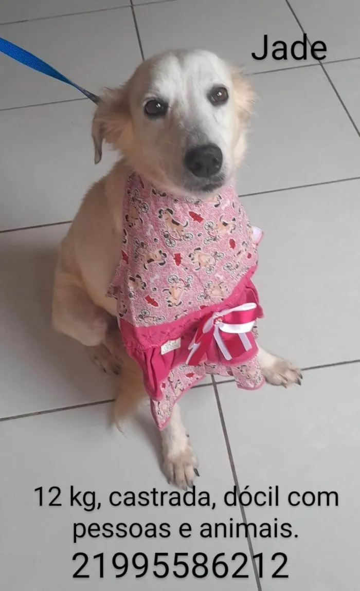 Cachorro ra a SRD-ViraLata idade 1 ano nome Jade