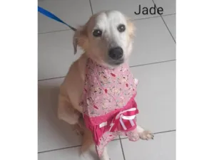 Cachorro raça SRD-ViraLata idade 1 ano nome Jade