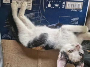 Gato raça SRD-ViraLata idade 2 a 6 meses nome sem nome