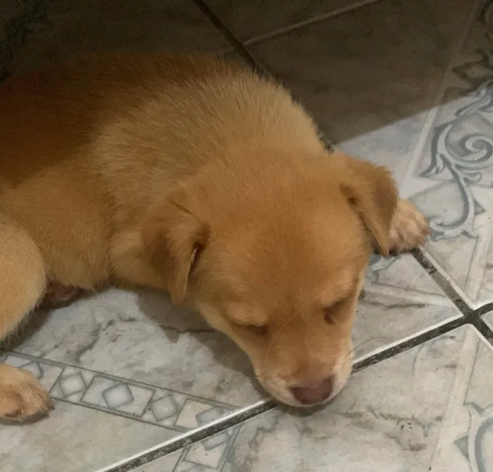 Cachorro ra a SRD-ViraLata idade Abaixo de 2 meses nome Sem nome ainda 