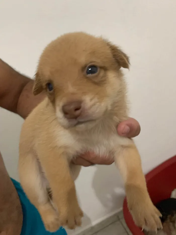 Cachorro ra a SRD-ViraLata idade Abaixo de 2 meses nome Sem nome ainda 