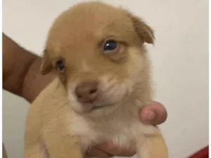 Cachorro raça SRD-ViraLata idade Abaixo de 2 meses nome Sem nome ainda 