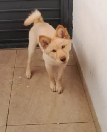 Cachorro ra a Husky Siberiano idade 2 a 6 meses nome Jade