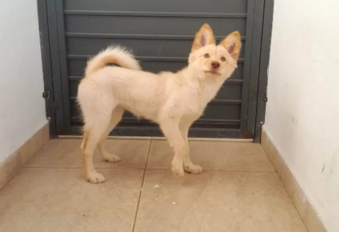 Cachorro ra a Husky Siberiano idade 2 a 6 meses nome Jade