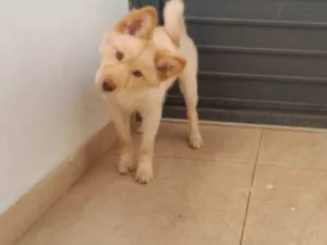 Cachorro raça Husky Siberiano idade 2 a 6 meses nome Jade