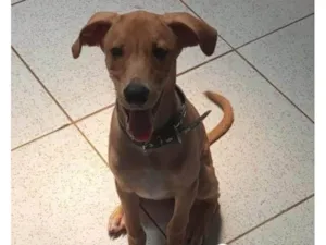 Cachorro raça SRD-ViraLata idade 2 a 6 meses nome Bob