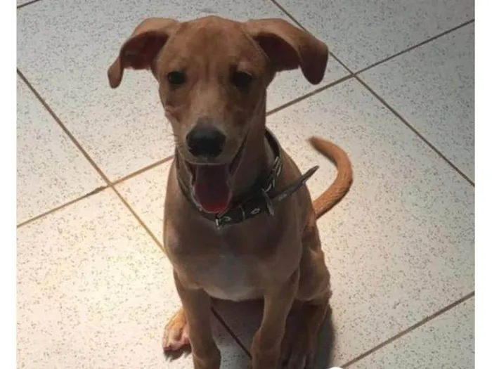 Cachorro ra a SRD-ViraLata idade 2 a 6 meses nome Bob