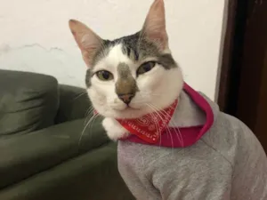 Gato raça SRD-ViraLata idade 6 ou mais anos nome Aurora