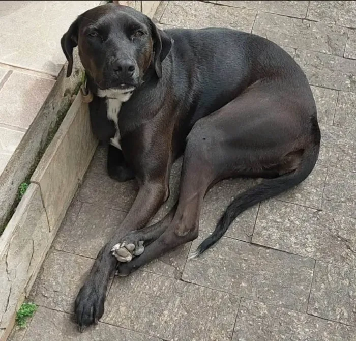 Cachorro ra a SRD-ViraLata idade 4 anos nome Lulu