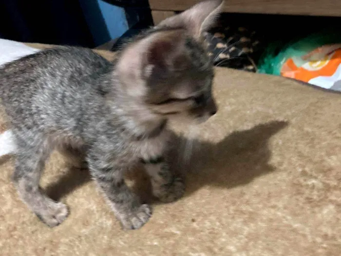 Gato ra a SRD-ViraLata idade Abaixo de 2 meses nome Fred