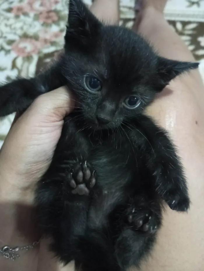 Gato ra a SRD-ViraLata idade Abaixo de 2 meses nome 3 gatinhas lindas para adoção 