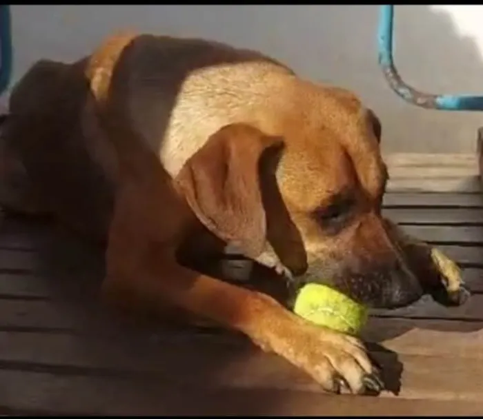 Cachorro ra a SRD-ViraLata idade 2 anos nome Brisa