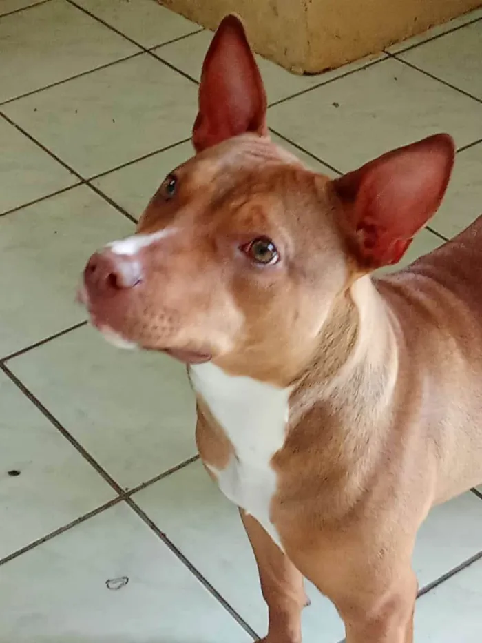 Cachorro ra a Pit-Bull idade 2 a 6 meses nome Quira