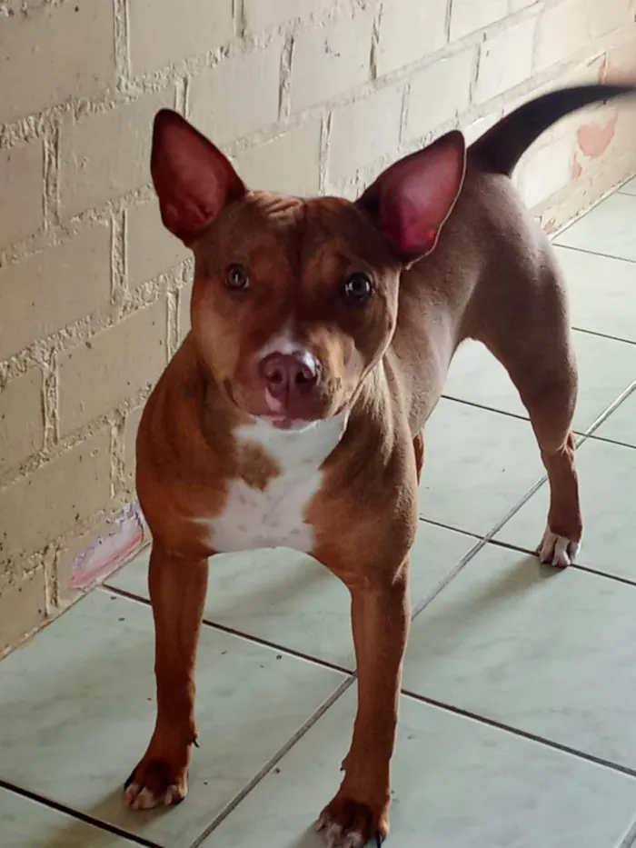 Cachorro ra a Pit-Bull idade 2 a 6 meses nome Quira