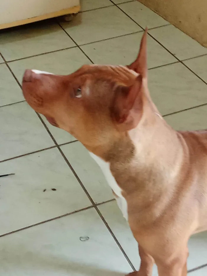 Cachorro ra a Pit-Bull idade 2 a 6 meses nome Quira