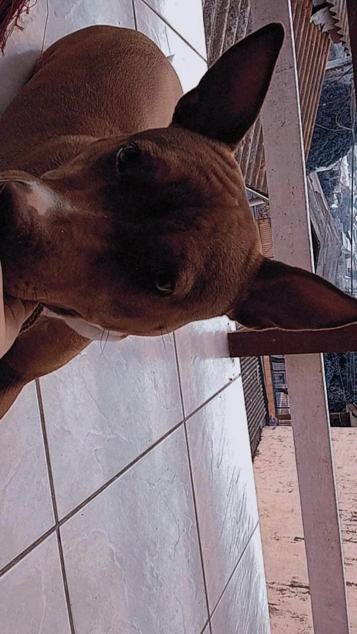 Cachorro ra a Pit-Bull idade 2 a 6 meses nome Quira