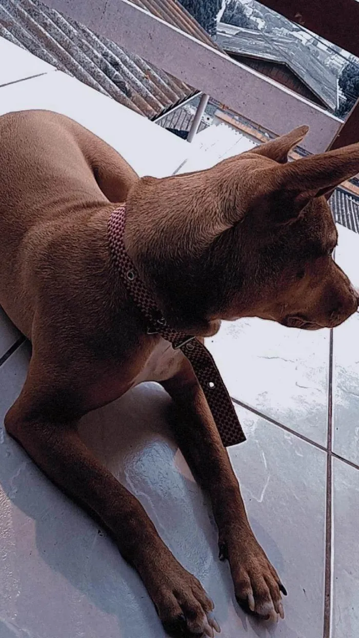 Cachorro ra a Pit-Bull idade 2 a 6 meses nome Quira