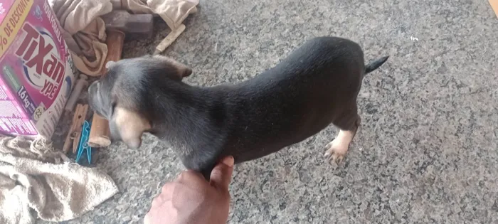 Cachorro ra a SRD-ViraLata idade 2 a 6 meses nome kaleb breno silva ferreira