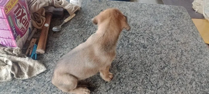 Cachorro ra a SRD-ViraLata idade 2 a 6 meses nome kaleb breno silva ferreira