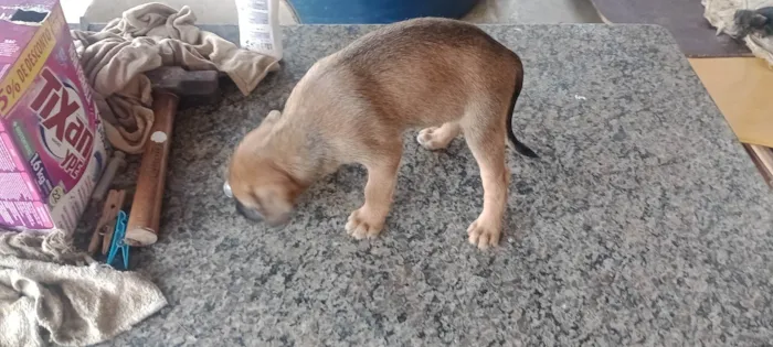 Cachorro ra a SRD-ViraLata idade 2 a 6 meses nome kaleb breno silva ferreira